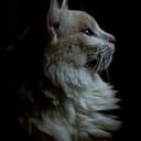 imagem de depoimento Diretora de arbitragem Fbb  e oficial de mesa