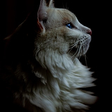 imagem de depoimento Diretora de arbitragem Fbb e oficial de mesa